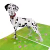 3D Blahoželanie - Dalmatín